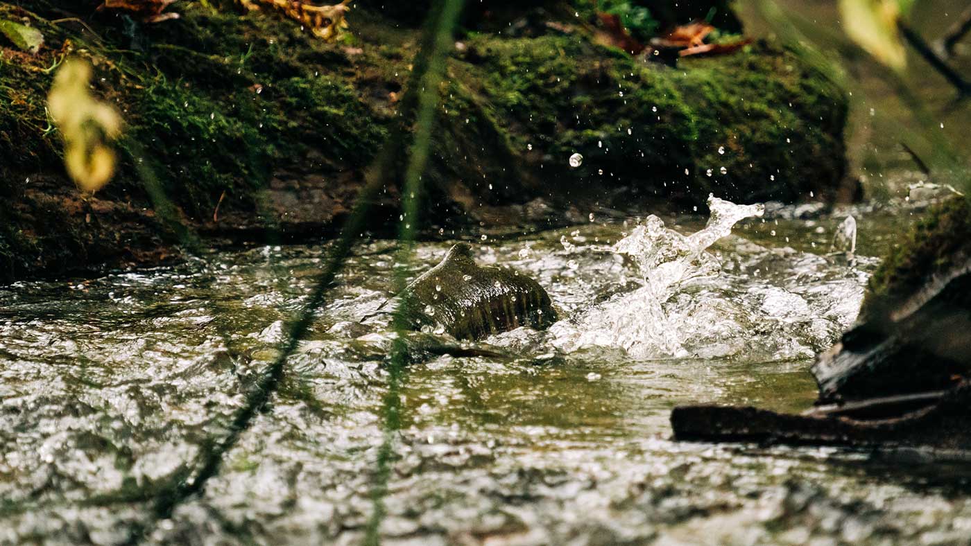 the-salmon-people-matika-wilbur-swimming